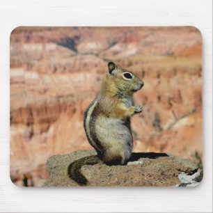 Golden Mantled Ground Squirrel Musmatta
