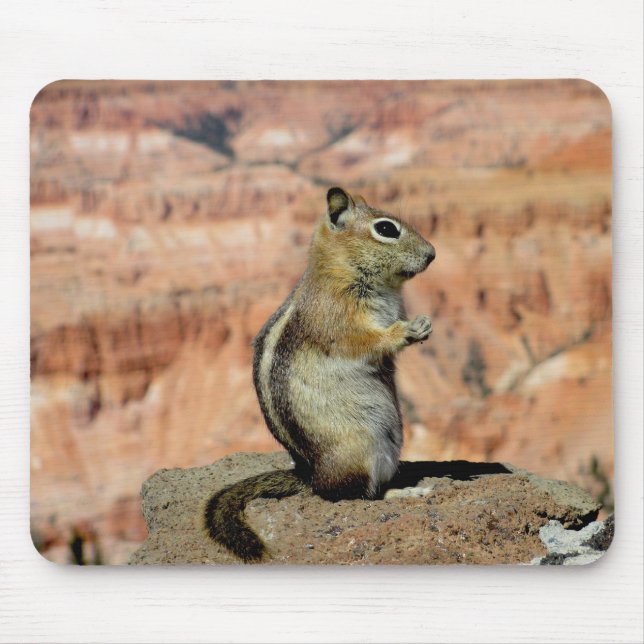 Golden Mantled Ground Squirrel Musmatta (Framsidan)