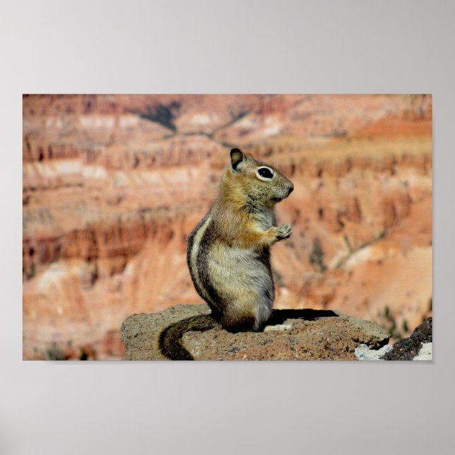 Golden Mantled Ground Squirrel Poster (Framsidan)