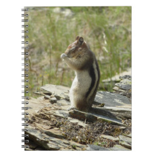 Golden-Mantled Ground Squirrel vid Glacier I Anteckningsbok Med Spiral