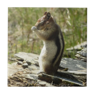 Golden-Mantled Ground Squirrel vid Glacier I Kakelplatta