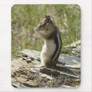 Golden-Mantled Ground Squirrel vid Glacier I Musmatta