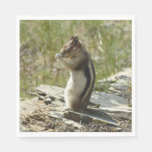 Golden-Mantled Ground Squirrel vid Glacier I Pappersservett