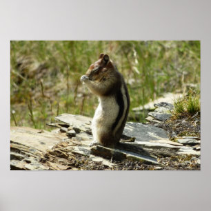 Golden-Mantled Ground Squirrel vid Glacier I Poster