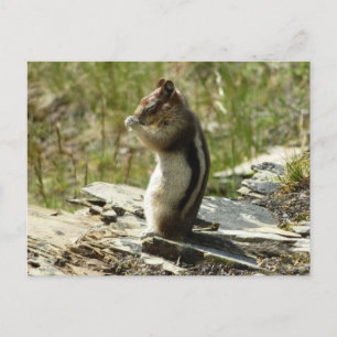 Golden-Mantled Ground Squirrel vid Glacier I Vykort