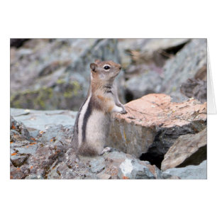 Golden-Mantled Ground Squirrel vid Glacier II Hälsningskort