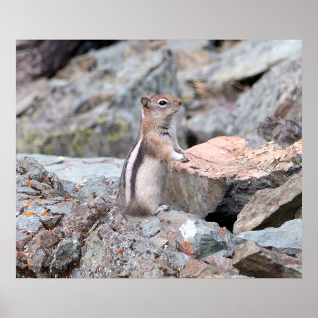Golden-Mantled Ground Squirrel vid Glacier II Poster (Framsidan)