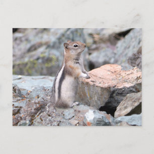 Golden-Mantled Ground Squirrel vid Glacier II Vykort