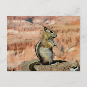 Golden Mantled Ground Squirrel Vykort