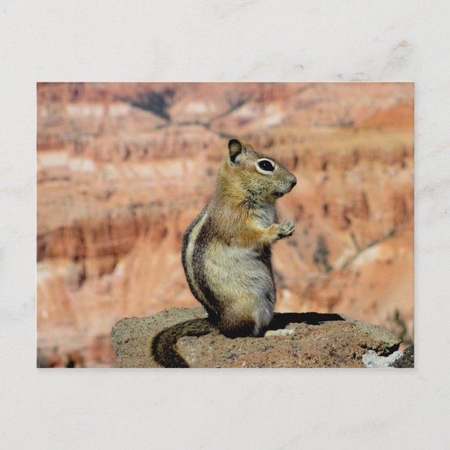 Golden Mantled Ground Squirrel Vykort (Framsida)