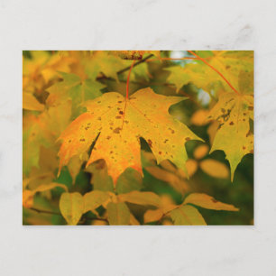 Golden Maple löv närmar sig Vykort