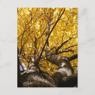 Golden Maple ~ vykort