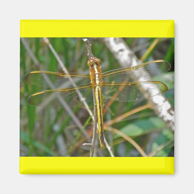 Golden Meadowhawk (Sympetrum) Dragonfly Items Magnet (Framsidan)
