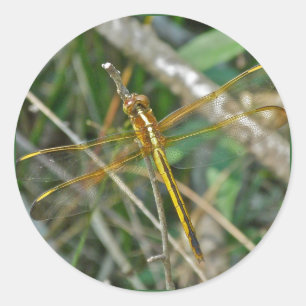 Golden Meadowhawk (Sympetrum) Dragonfly Items Runt Klistermärke