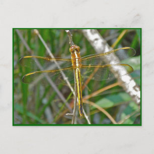 Golden Meadowhawk (Sympetrum) Dragonfly Items Vykort
