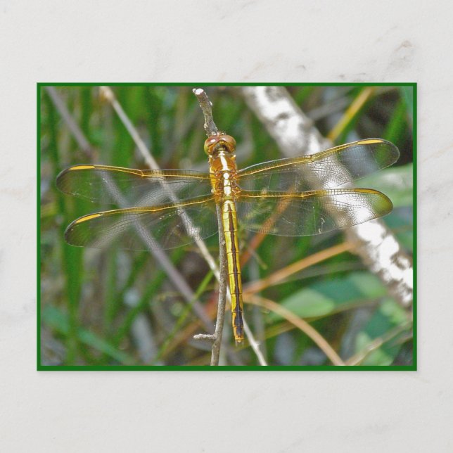 Golden Meadowhawk (Sympetrum) Dragonfly Items Vykort (Framsida)