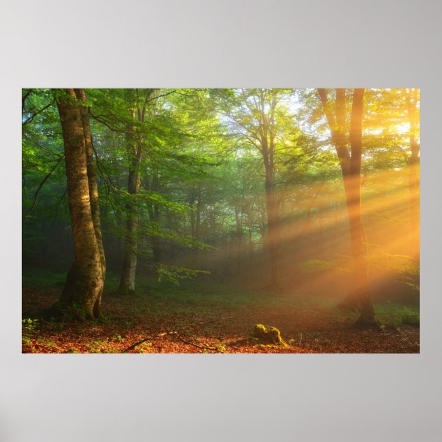 Golden Moment of Light Poster (Framsidan)