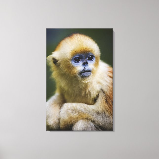 Golden monkey canvastryck (Framsida)