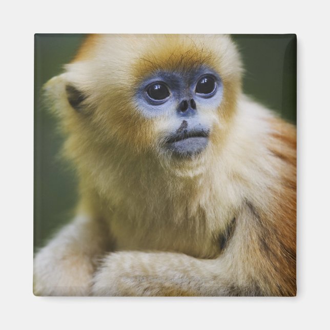 Golden monkey magnet (Framsidan)