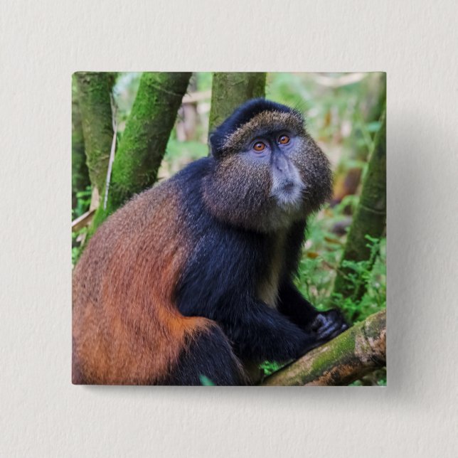 Golden Monkey, Rwanda Knapp (Framsida)