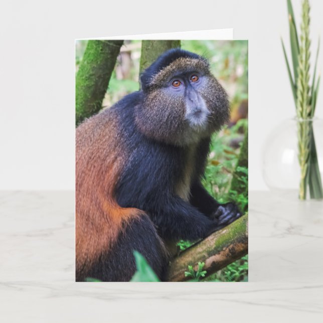 Golden Monkey, Rwanda Kort (Framsida)