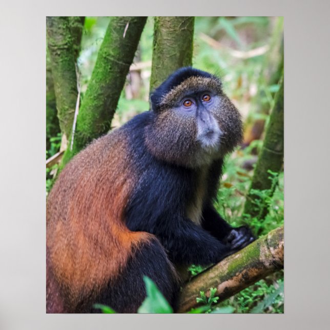 Golden Monkey, Rwanda Poster (Framsidan)