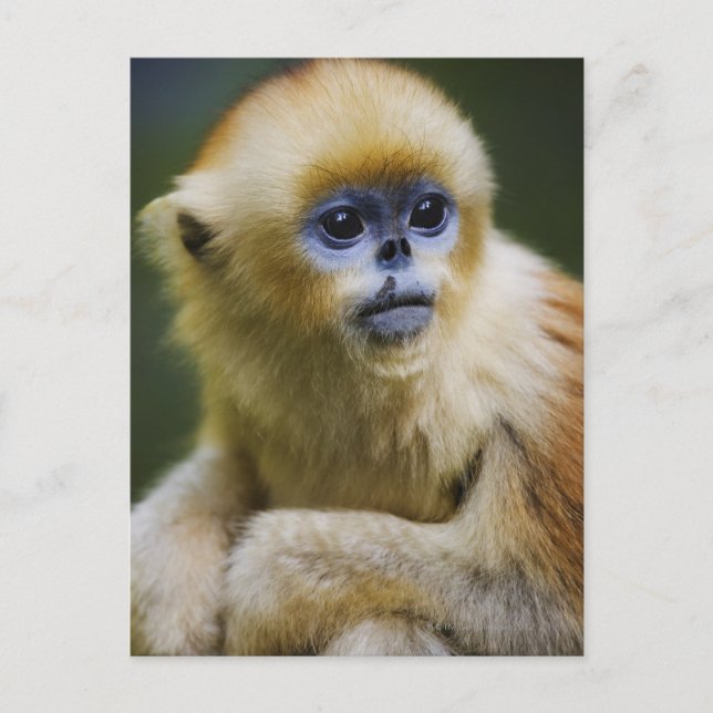 Golden monkey vykort (Framsida)