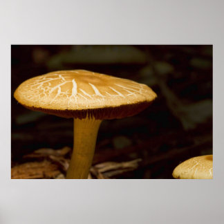 Golden Morgon Poster