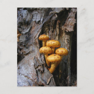 Golden Mushroom ~ vykort