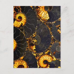 Golden Nautilus Vykort