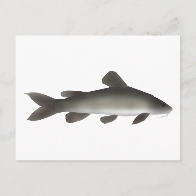 Golden Nile Catfish Vykort (Framsida)