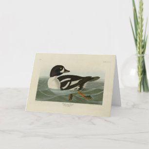 Golden-öga Anka från Audubon's Birds of America Kort