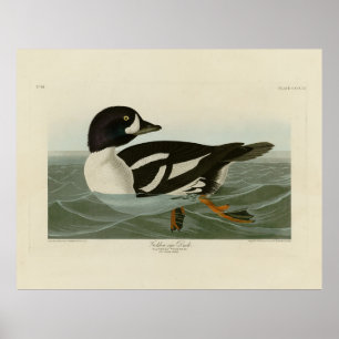 Golden-öga Anka från Audubon's Birds of America Poster