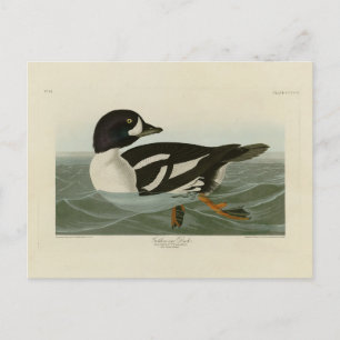 Golden-öga Anka från Audubon's Birds of America Vykort