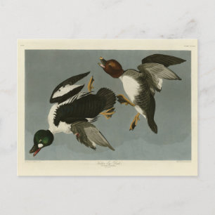 Golden-Öga Anka - från Audubon's Birds of America Vykort