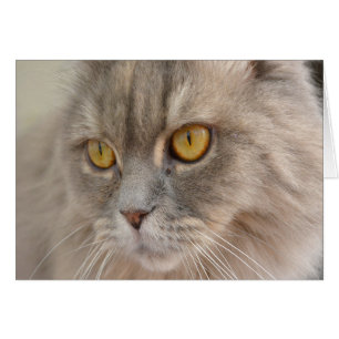 Golden Öga Grått Persian Cat OBS Kort