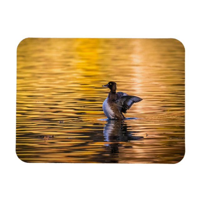 Golden öga på ett gyllene sjö magnet (Horisontell)