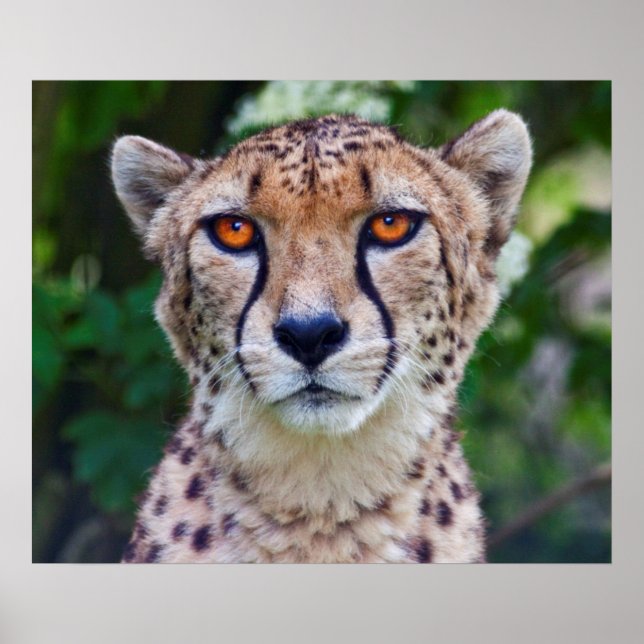 Golden Ögon Print Poster (Framsidan)