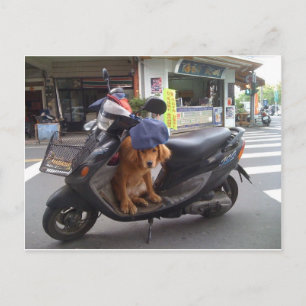Golden on Scooter-vykort Vykort