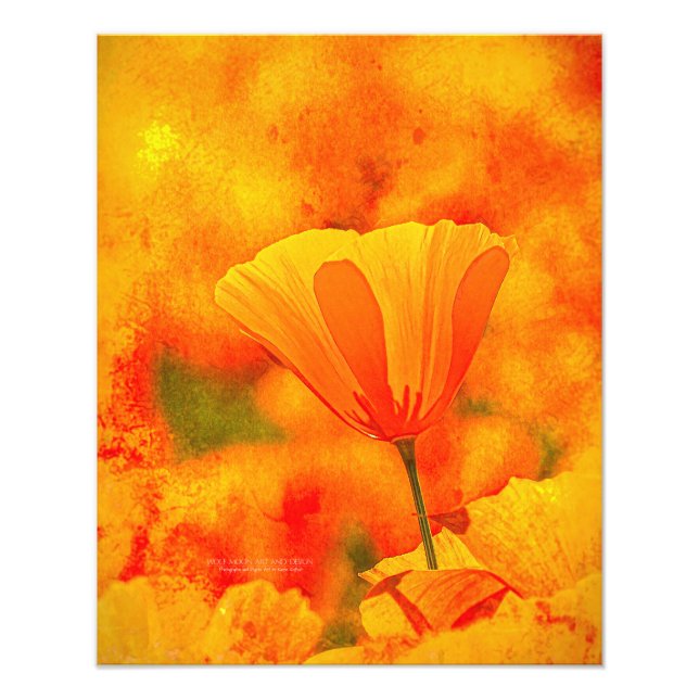Golden Orange California Poppy "Land of Orange" Fototryck (Framsidan)