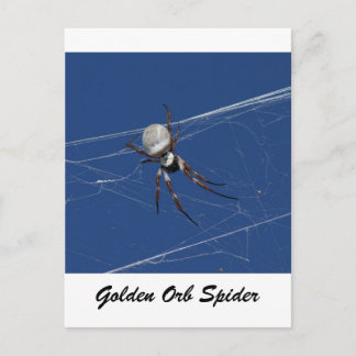 Golden Orb Spider Vykort