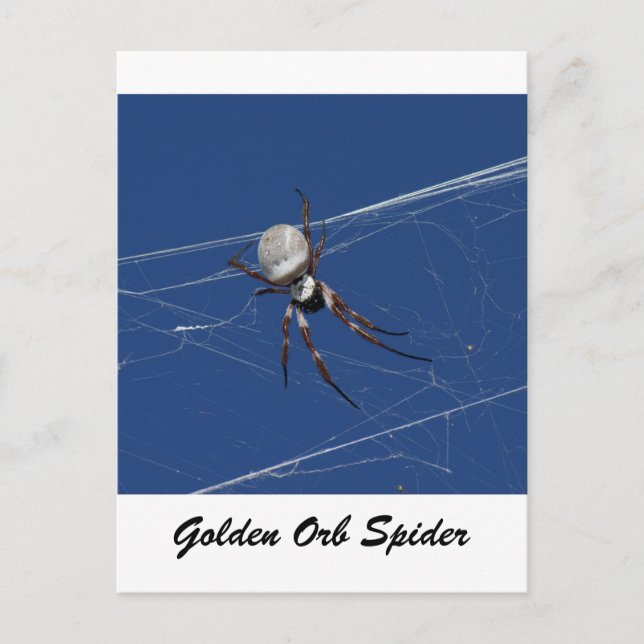 Golden Orb Spider Vykort (Framsida)