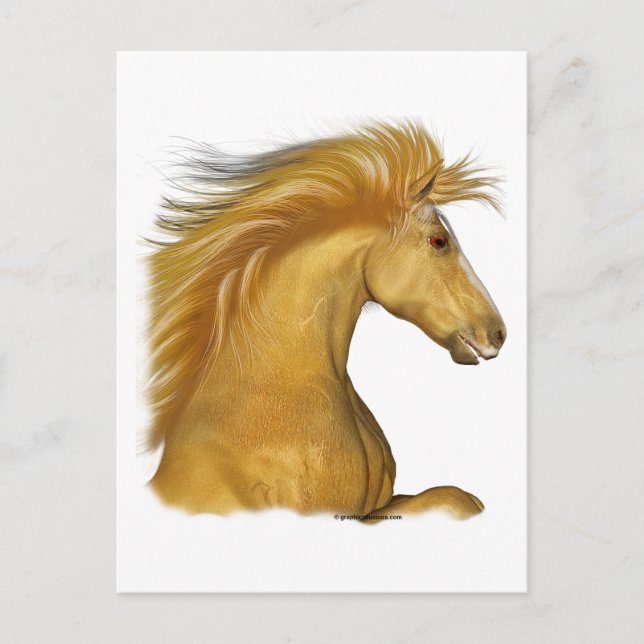 Golden Palomino Vykort (Framsida)