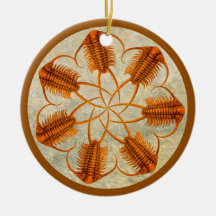 Golden Paraceraurus fossil trilobite-hjul