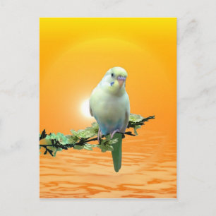 Golden Parakeet Vykort