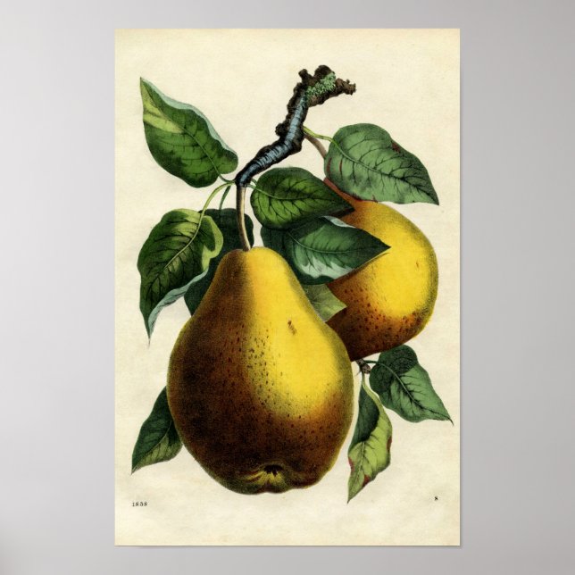 Golden Pears Poster (Framsidan)