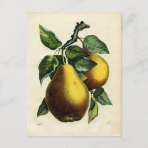 Golden Pears Vykort