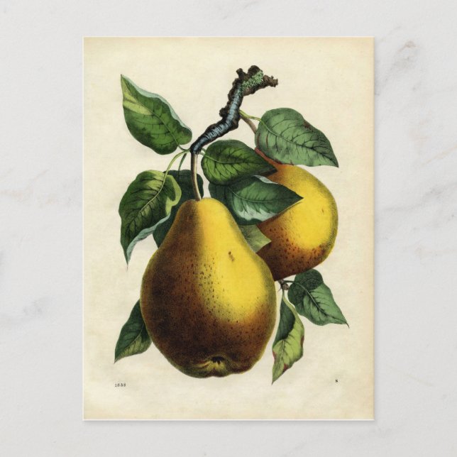 Golden Pears Vykort (Framsida)