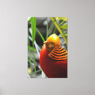 Golden Pheasant Bird Canvastryck