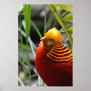 Golden Pheasant Bird Poster